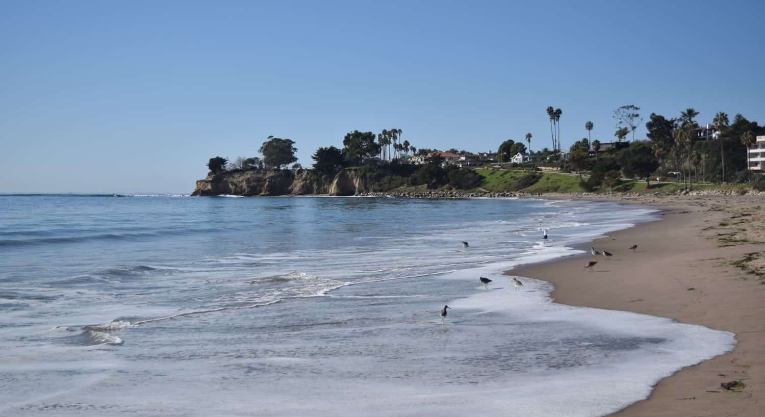 Sandy beach with birds in the frothy water and distant trees amidst blue skies