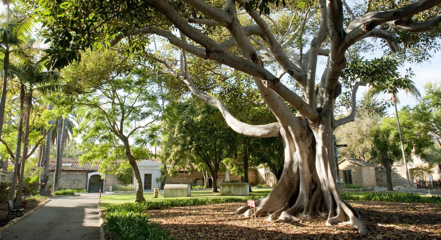 Huge tree growing in a park with paved sidewalk