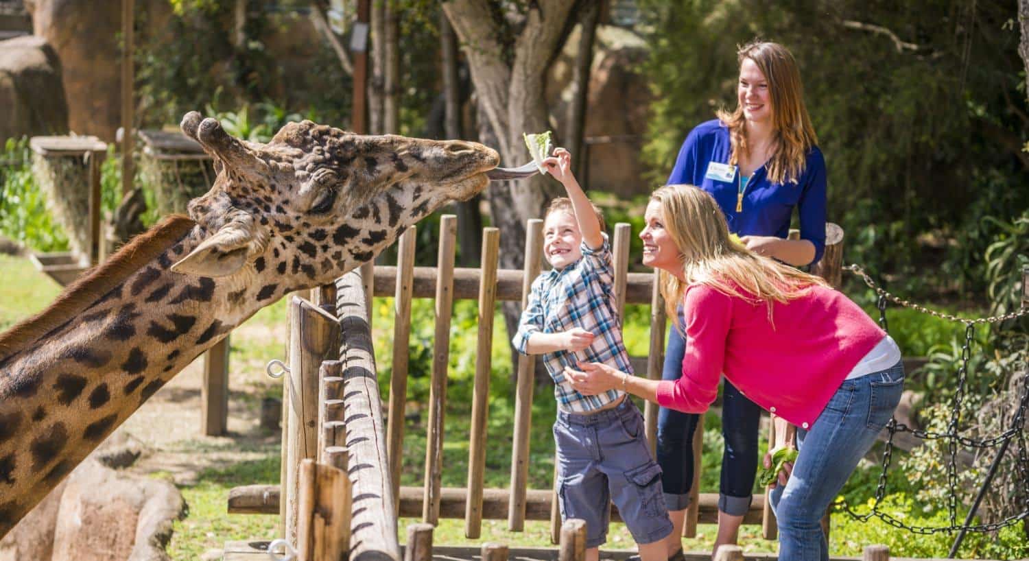Mother, young son and zoo worker while son feeds giraffe