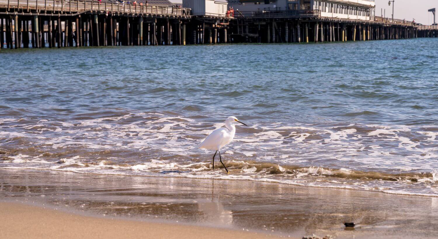egret walking along the the beach at the edge of the ocean with pier in the distance