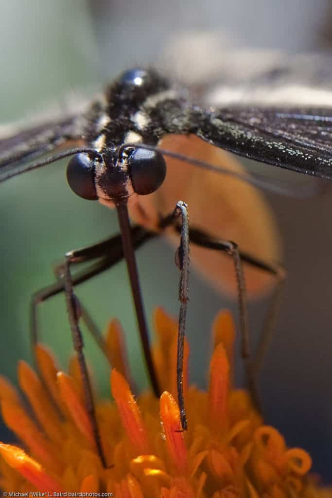 Close-up view of butterfly getting nectar from an orange flower