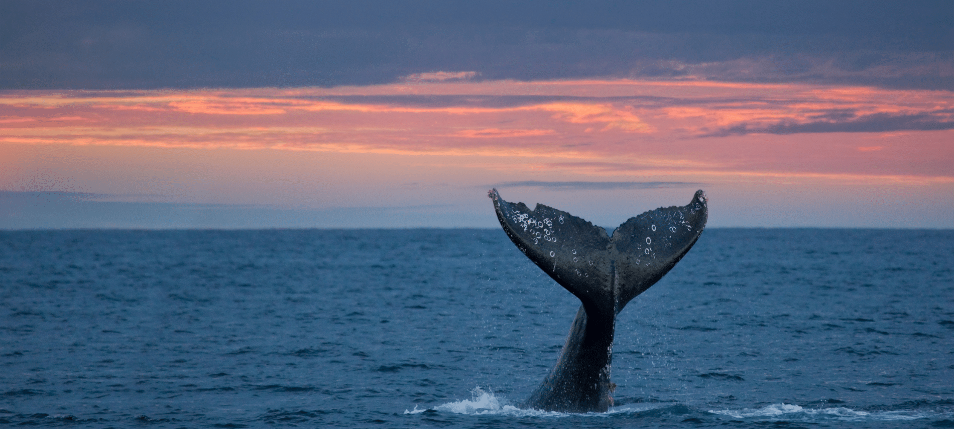 grey whale tail coming out of the ocean at sunset