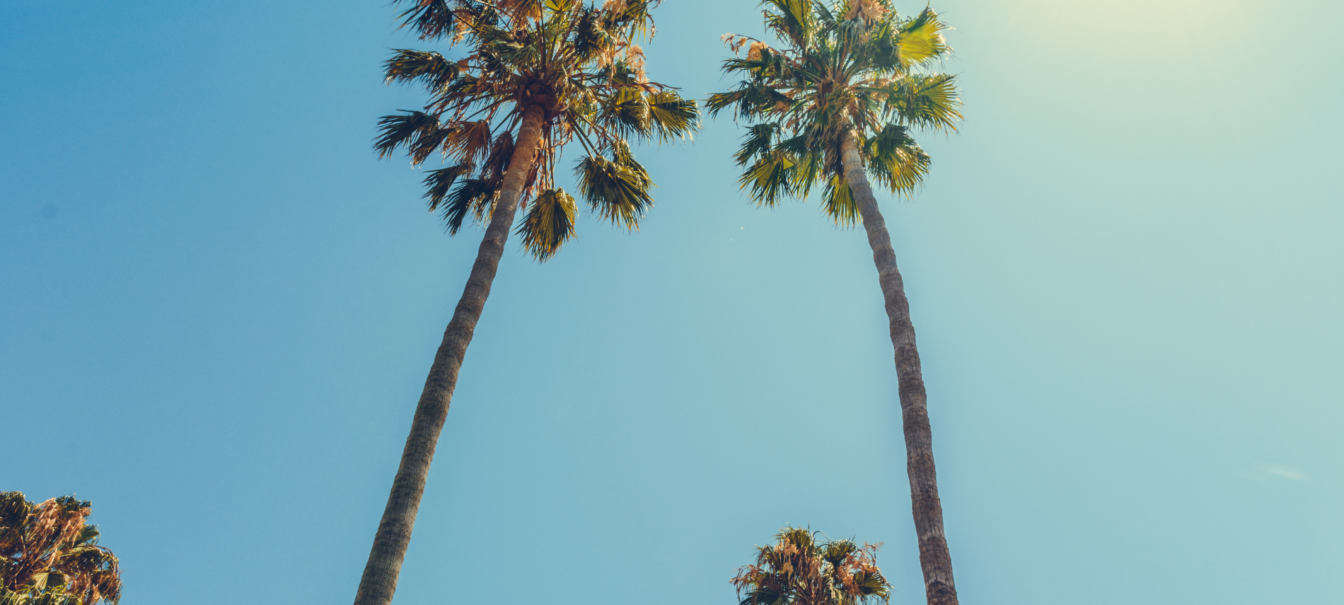 tall palm trees against a clear blue sky with sunlight shining