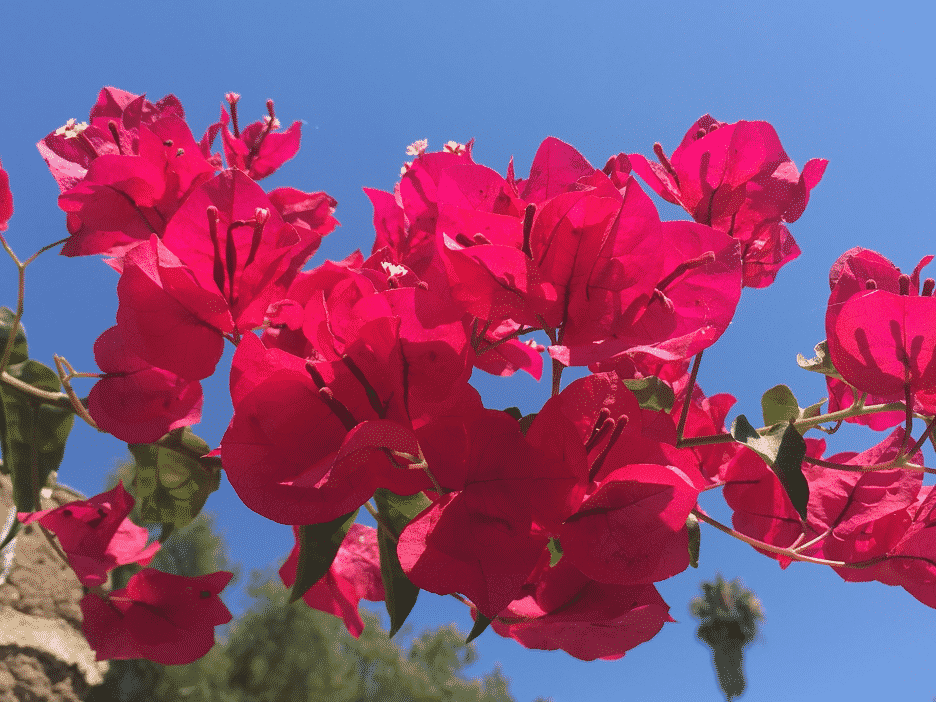 Hot pink bougainvillea against a bright blue sky