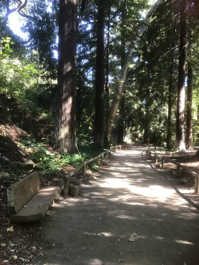 A dirt path through the woods, with tall redwood trees on either side.