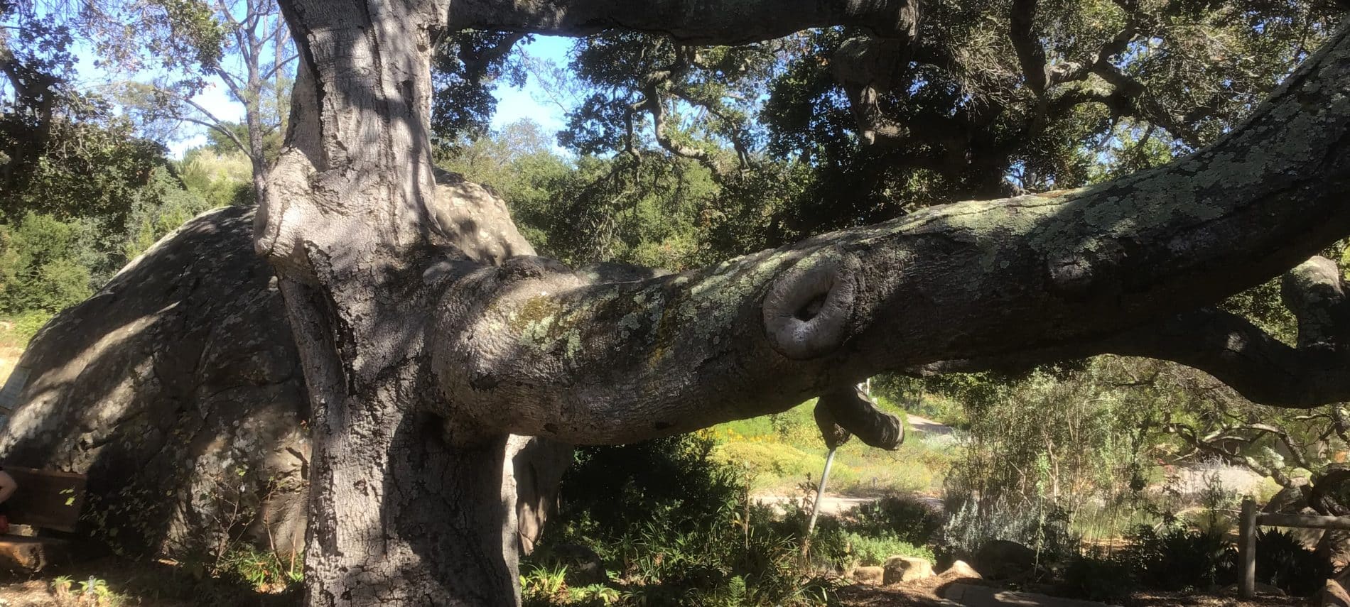 A gnarled gray tree brach extends over a brown dirt path with blue sky