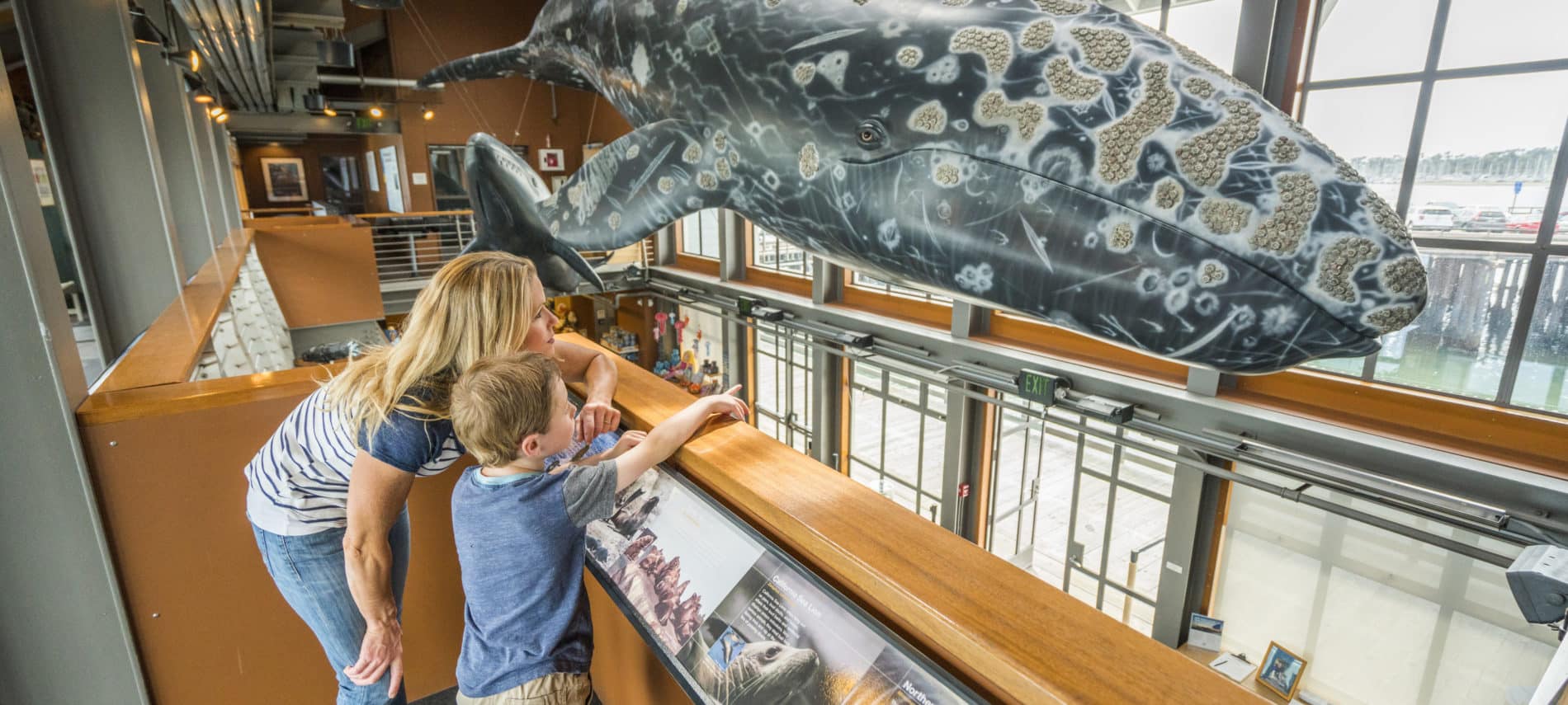 Large whale model handing from the ceiling at the Museum of Natural History