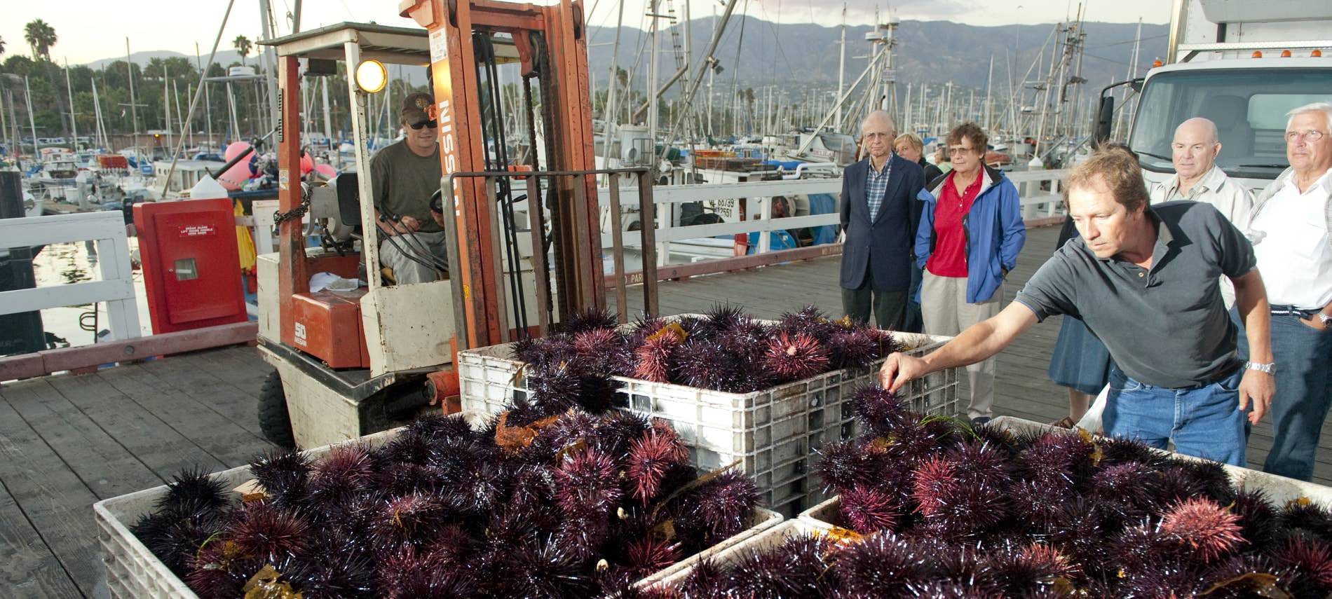 People watching men bring in crates of fresh sea urchins