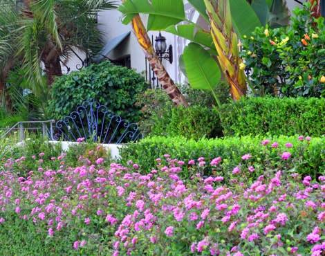 Rows of green shrubs and colorful flowers