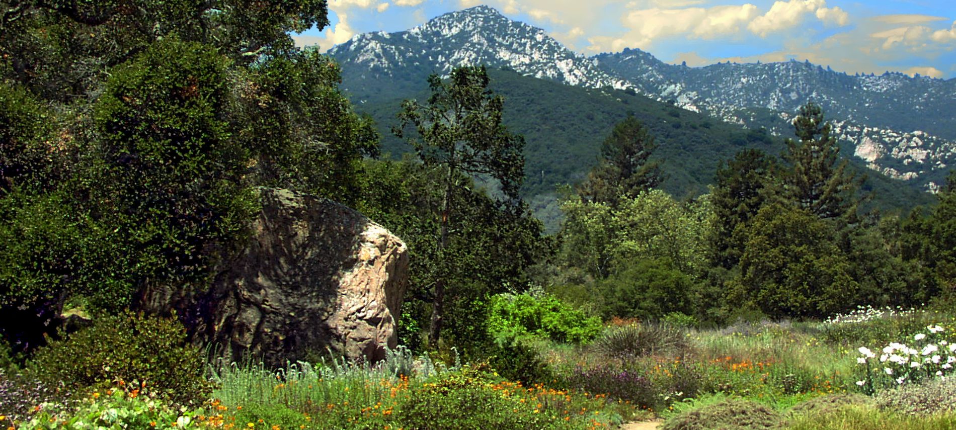 View of the mountains and natural landscape in the Santa Barbara Botanic Garden.