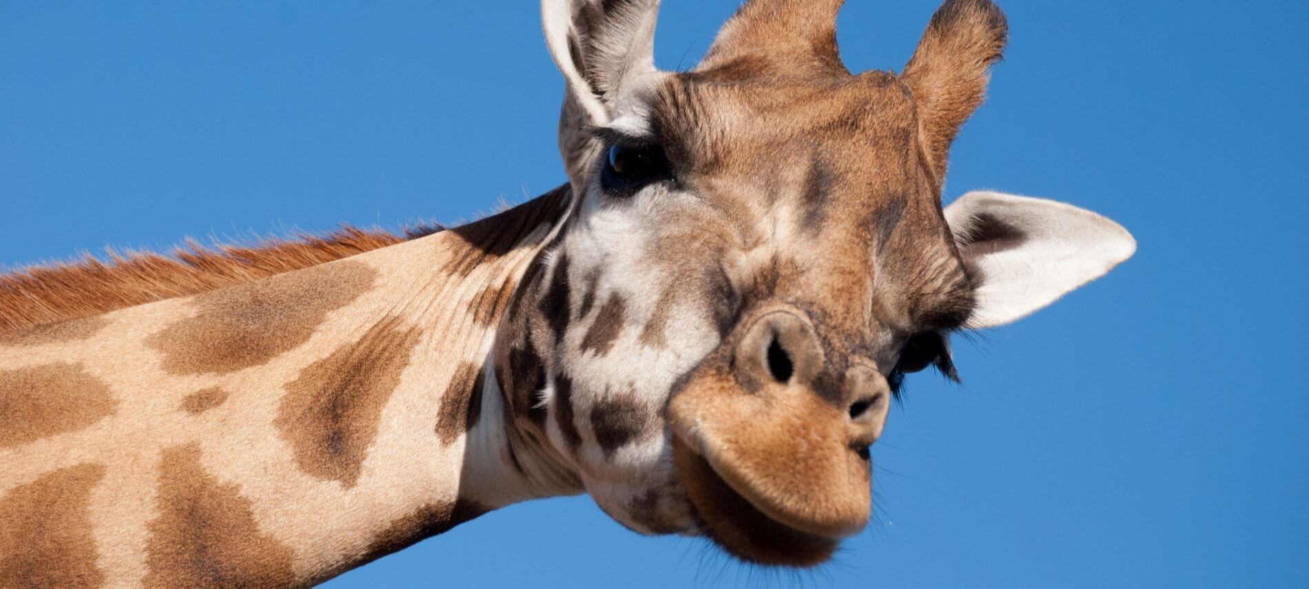 Closeup of giraffe's face