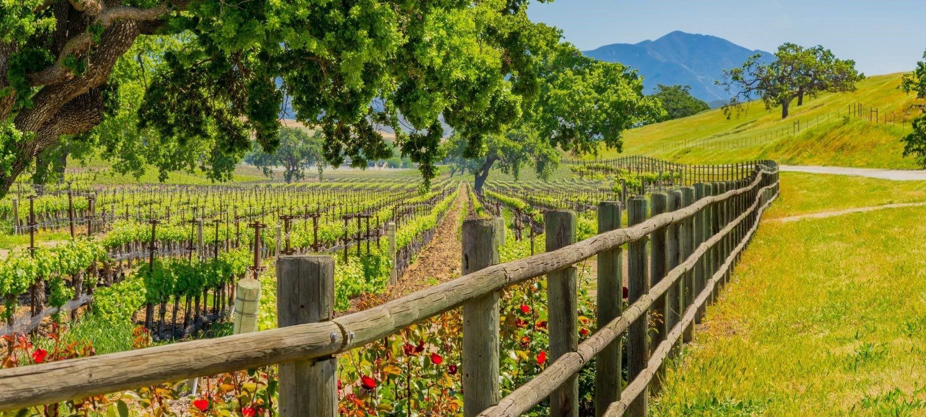 View of vineyard fenced in with roses along fence and mountains in the background