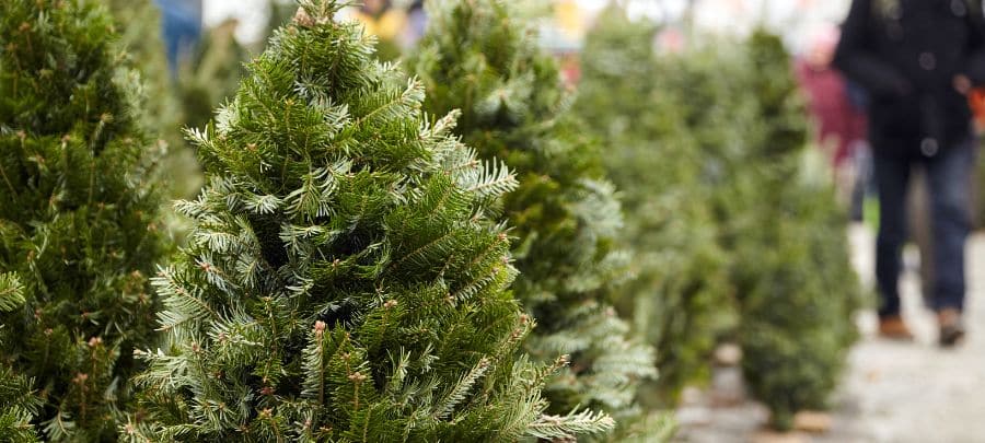 Closeup of evergreen trees being sold at a Christmas tree farm.