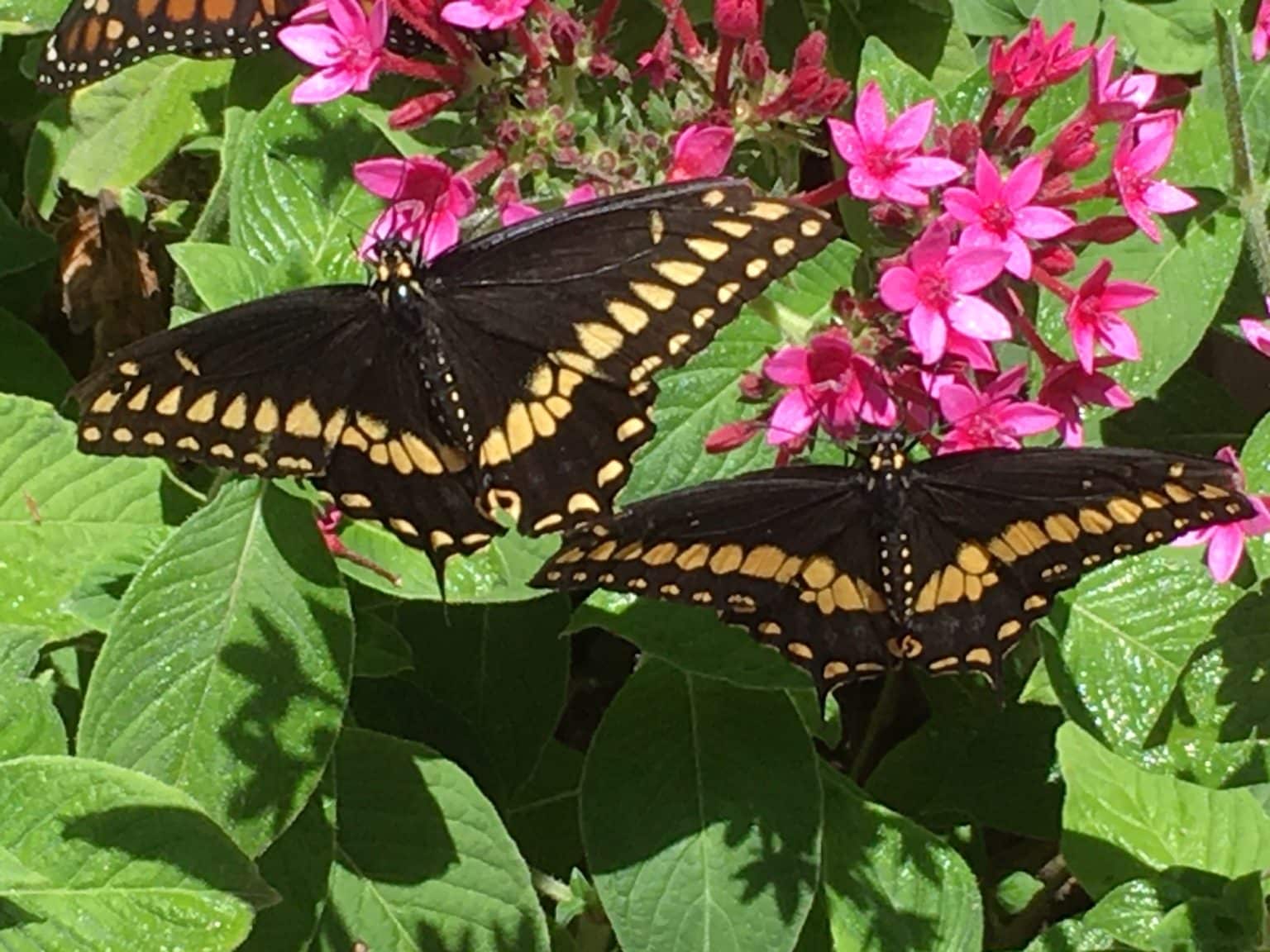 barbara kingsolver monarch butterflies barbara kingsolver monarch butterflies