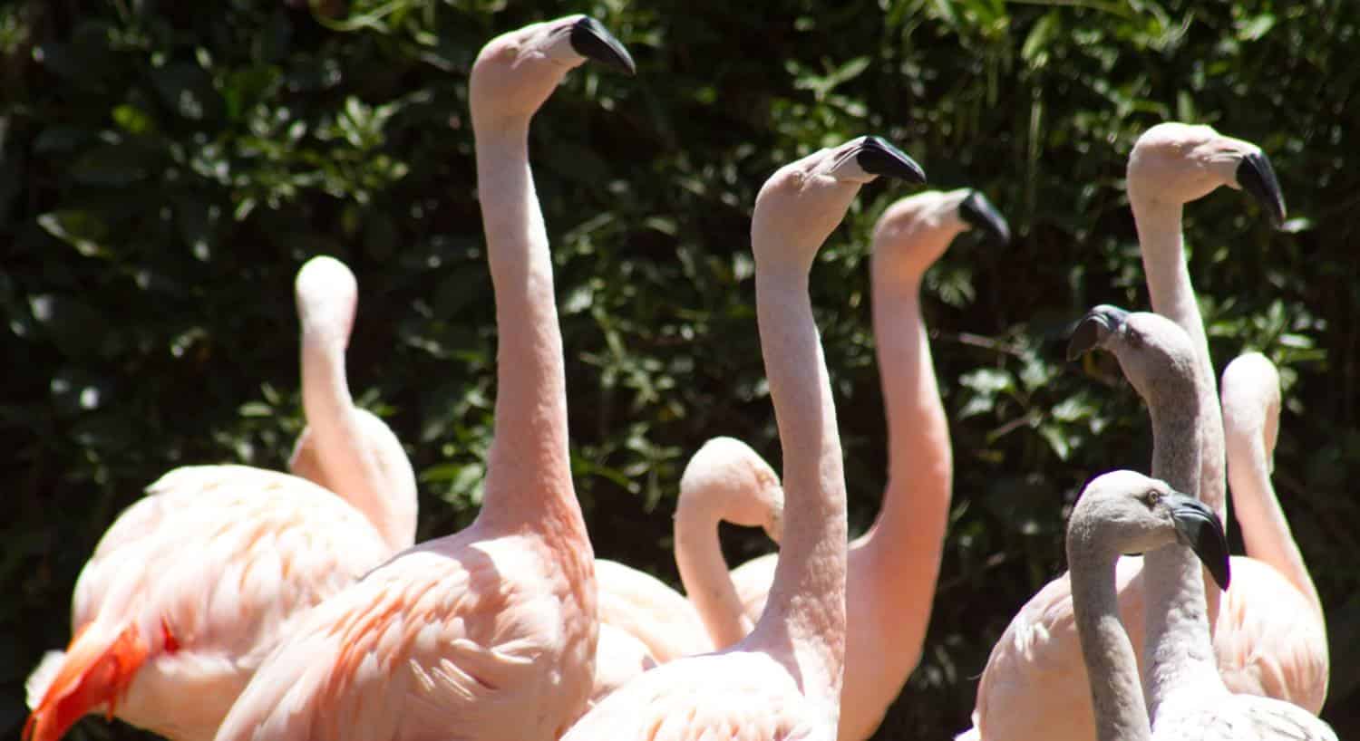 Pink flamingos with black beaks