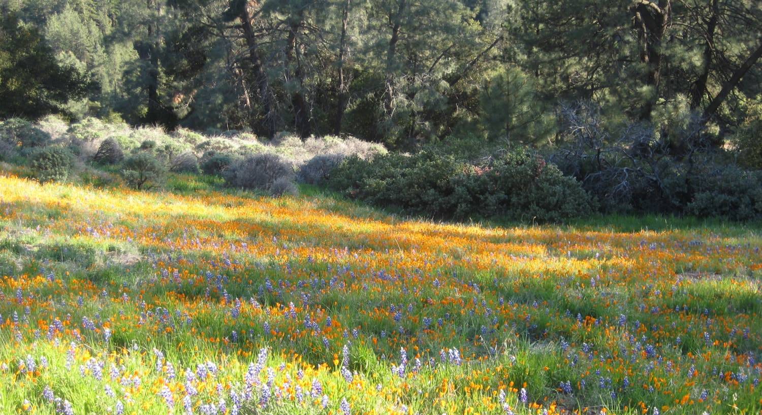 Field of wildflowers growing with grasses and trees in the background