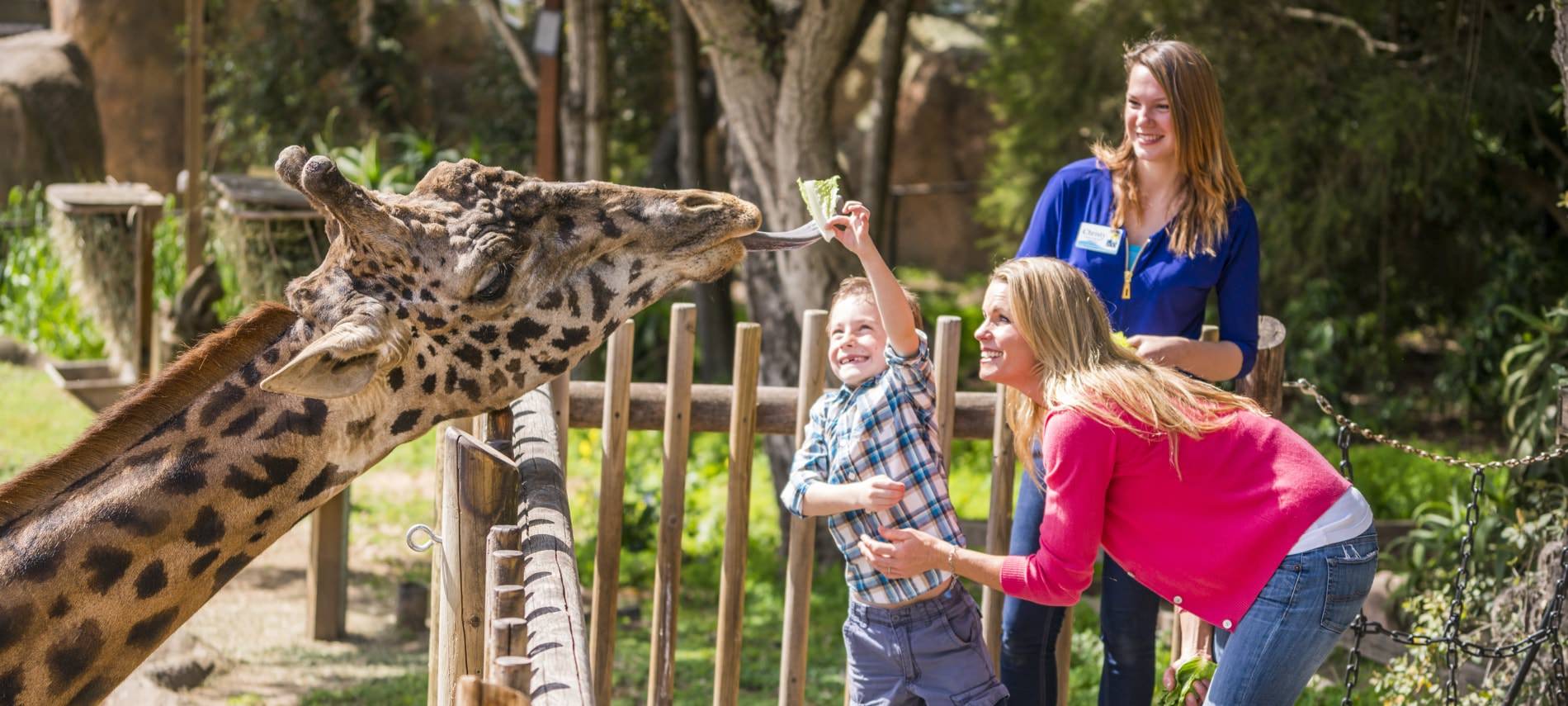 Mother and her young son with a zoo worker while son feeds a giraffe