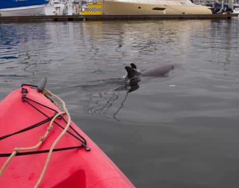 Dolphin swimming near a red kayak